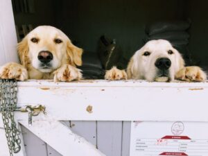 Pet Boarding & Daycare