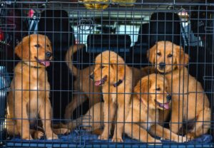 Pet Relocation