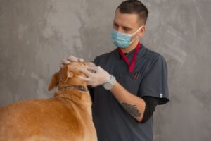 Vet Clinics